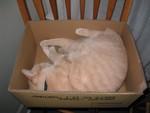 June 27: Alia takes a nap in a box