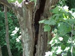 May 17: There's an owl hiding out in that tree