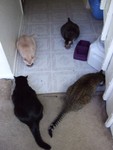 June 3: All four cats tuck into their food