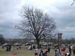 Mar 2: Trees are eating the kites