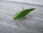 Oct 3: Neat green bug on our doorstep. Glad it wasn't selling candy bars