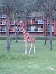 20090620-aklodge-02.jpg