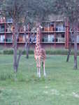 20090620-aklodge-03.jpg