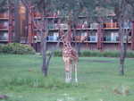 20090620-aklodge-04.jpg