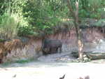20090620-animal-01.jpg