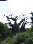 20090620-animal-04.jpg