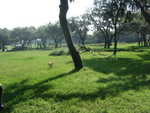 20090620-animal-05.jpg