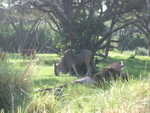 20090620-animal-06.jpg