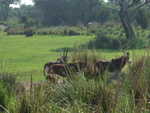 20090620-animal-07.jpg