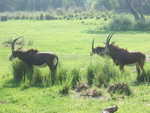 20090620-animal-08.jpg