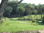 20090620-animal-09.jpg