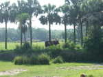 20090620-animal-10.jpg