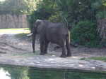 20090620-animal-11.jpg