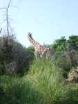 20090620-animal-12.jpg