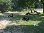 20090620-animal-13.jpg