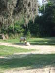 20090620-animal-14.jpg