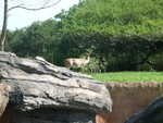 20090620-animal-17.jpg