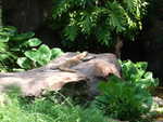 20090620-animal-26.jpg