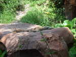 20090620-animal-27.jpg