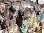 20090620-animal-29.jpg