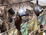20090620-animal-30.jpg