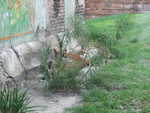 20090620-animal-33.jpg