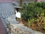 20090619-magic-09.jpg