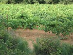 2004081222 pont du gard grapevines