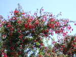 20060718-26.jpg
