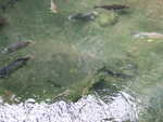 20080731-20-nyc.jpg